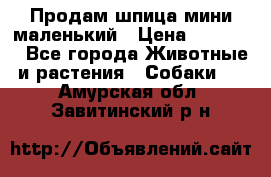 Продам шпица мини маленький › Цена ­ 15 000 - Все города Животные и растения » Собаки   . Амурская обл.,Завитинский р-н